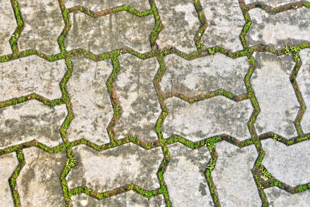 weeds poking through paving